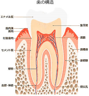 歯の構造